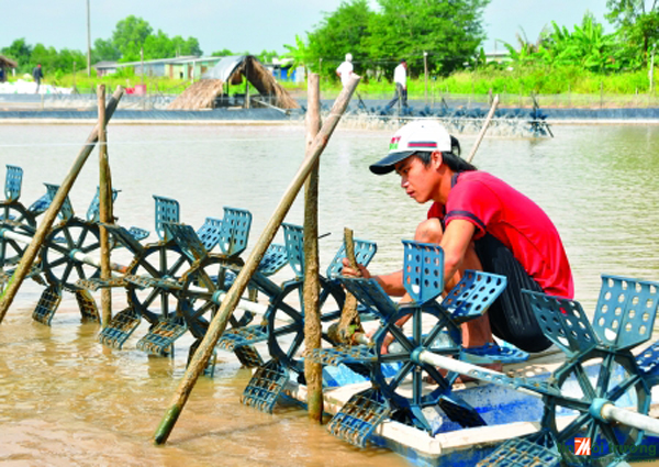 Hàng[-]trăm[-]hộ[-]nuôi[-]tôm[-]tại[-]Cà[-]Mau[-]gặp[-]khó[-]do[-]mất[-]mùa[-]